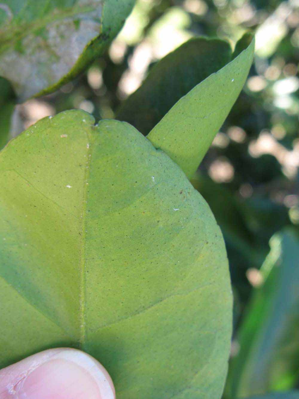              Margin (Winter Haven, FL)       